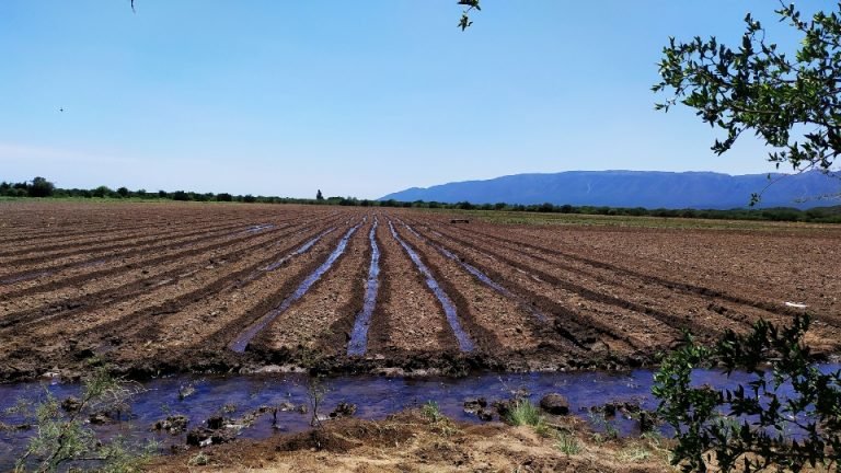 Se abrió el plazo para realizar la inscripción de la intención de Siembra Otoño-Invierno 2021