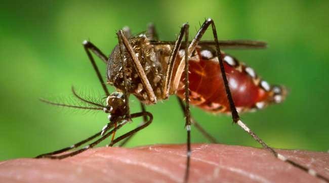 Dengue: ya detectaron cuatro casos autóctonos en ciudad de San Luis
