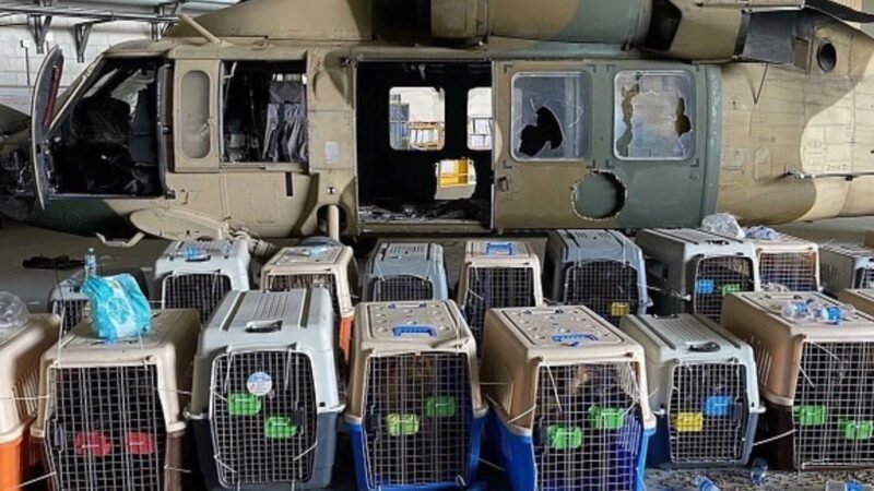 Malas maneras: EE.UU abandonó sus perros de servicio en el Aeropuerto de Kabul