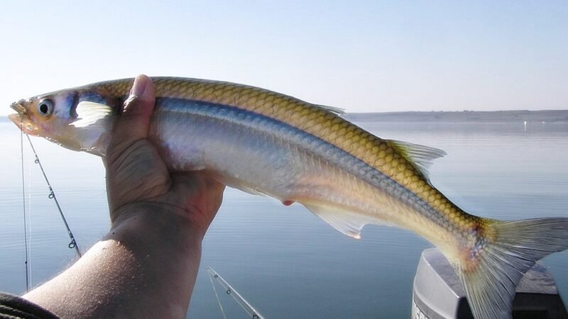 SE HARÁ UNA VEDA PARA LA PESCA DE PEJERREY