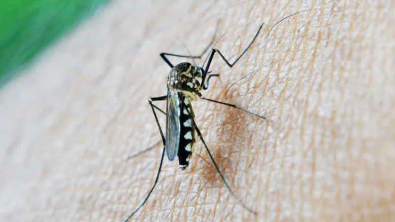 DETECTARON DOS NUEVOS CASOS DE DENGUE EN LA PROVINCIA