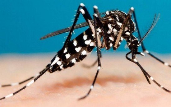 SAN LUIS SUMA MÁS CASOS DE DENGUE Y ACUMULA 32 INFECTADOS