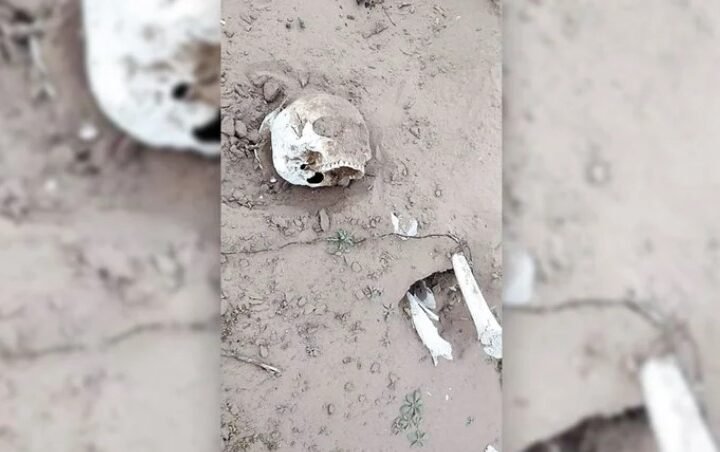 HALLARON UN ESQUELETO COMPLETO EN UN ESTABLECIMIENTO RURAL AL SUR DE VILLA MERCEDES