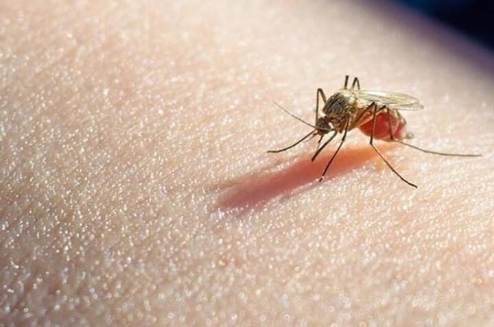 SE NOTIFICÓ EN LA PROVINCIA EL PRIMER CASO DE MALARIA DE 2024