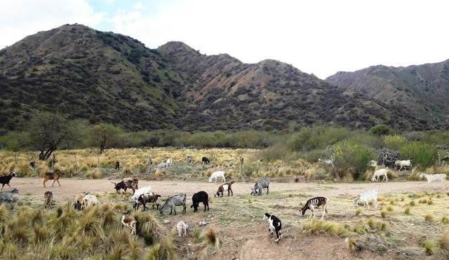 APLICARÁN FUERTES MULTAS A LOS DUEÑOS DE GANADO QUE ESTÉ SUELTO EN CALLES Y RUTAS