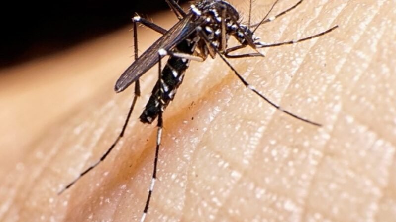 REGISTRARON DIEZ NUEVOS CASOS DE DENGUE AUTÓCTONO EN LA PROVINCIA