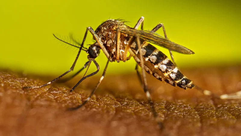 PRESENTAN EL PLAN INTEGRAL DE PREVENCIÓN, CONTROL Y ASISTENCIA CONTRA EL DENGUE 2025-2026