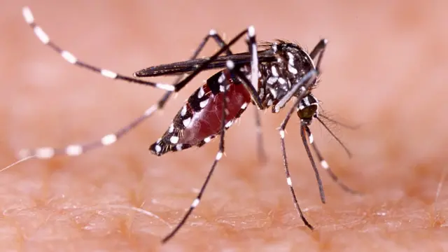 LUCHA CONTRA EL DENGUE: HABRÁ UNA REUNIÓN INTERPROVINCIAL PARA FORTALECER LA COOPERACIÓN REGIONAL
