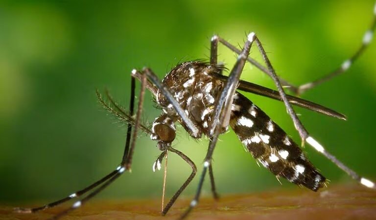 EN UN MES REALIZARON 1.000 RELEVAMIENTOS PARA MAPEAR ZONAS DE RIESGO DE DENGUE