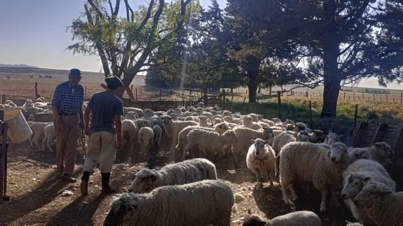 DESARROLLO PRODUCTIVO REFUERZA LA SANIDAD EN ESTABLECIMIENTOS RURALES DE LA PROVINCIA